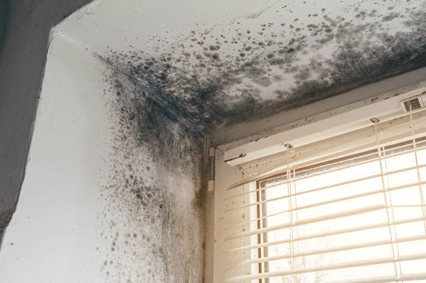 Affordable Attic Mold Remediation solutions in Marshall, TX